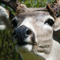 Mule deer September mule deer closeup